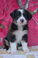 Robby , a male Australian Shepherd for sale in Burlington, MI – Photo 2 of 10