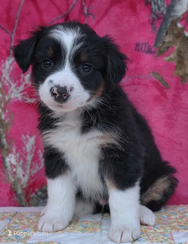 Robby , a male Australian Shepherd for sale in Burlington, MI – Photo 1 of 10