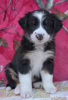 Robby , a male Australian Shepherd for sale in Burlington, MI – Photo 4 of 10
