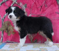 Robby , a male Australian Shepherd for sale in Burlington, MI – Photo 7 of 10