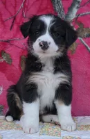 Robby , a male Australian Shepherd for sale in Burlington, MI – Photo 5 of 10