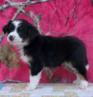 Robby , a male Australian Shepherd for sale in Burlington, MI – Photo 8 of 10