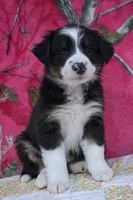 Robby , a male Australian Shepherd for sale in Burlington, MI – Photo 3 of 10