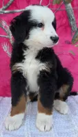 ELSA, a female Australian Shepherd and Bernese Mountain Dog for sale in Burlington, MI – 7 of 10