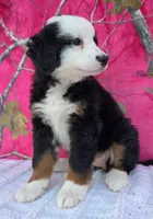 ELSA, a female Australian Shepherd and Bernese Mountain Dog for sale in Burlington, MI – 5 of 10