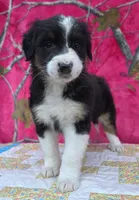 Loren, a female Australian Shepherd for sale in Burlington, MI – Photo 4 of 10