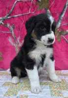 Loren, a female Australian Shepherd for sale in Burlington, MI – Photo 2 of 10