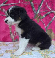 Loren, a female Australian Shepherd for sale in Burlington, MI – Photo 3 of 10