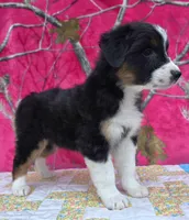 Loren, a female Australian Shepherd for sale in Burlington, MI – Photo 7 of 10