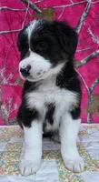 Loren, a female Australian Shepherd for sale in Burlington, MI – Photo 10 of 10