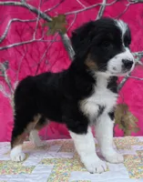 Loren, a female Australian Shepherd for sale in Burlington, MI – Photo 8 of 10