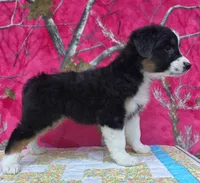 Loren, a female Australian Shepherd for sale in Burlington, MI – Photo 9 of 10