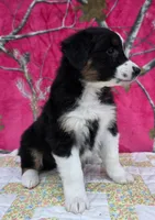 Loren, a female Australian Shepherd for sale in Burlington, MI – Photo 6 of 10