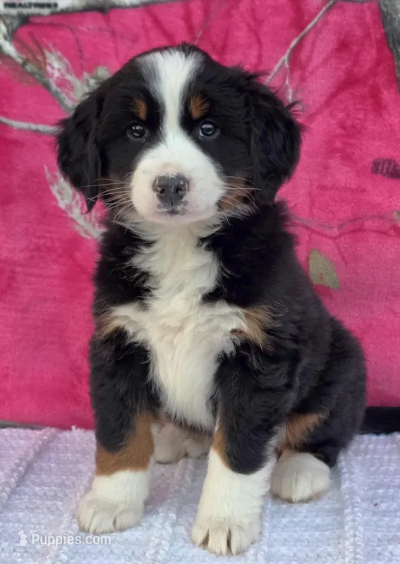 HEIDI – Australian Shepherd, Bernese Mountain Dog puppy for sale in Burlington, MI