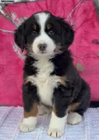 HEIDI, a female Australian Shepherd and Bernese Mountain Dog for sale in Burlington, MI – 1 of 10