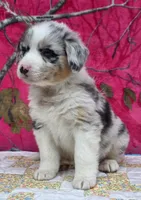 Bobby , a male Australian Shepherd for sale in Burlington, MI – Photo 7 of 10