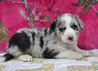 Bobby , a male Australian Shepherd for sale in Burlington, MI – Photo 3 of 10
