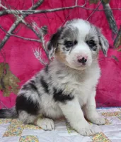 Bobby , a male Australian Shepherd for sale in Burlington, MI – Photo 8 of 10