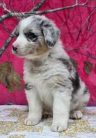 Bobby , a male Australian Shepherd for sale in Burlington, MI – Photo 6 of 10
