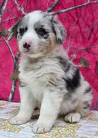 Bobby , a male Australian Shepherd for sale in Burlington, MI – Photo 9 of 10