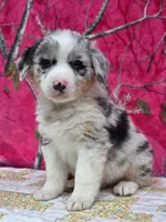 Bobby , a male Australian Shepherd for sale in Burlington, MI – Photo 10 of 10
