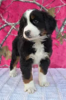 HEIDI, a female Australian Shepherd and Bernese Mountain Dog for sale in Burlington, MI – 4 of 10