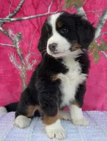 HEIDI, a female Australian Shepherd and Bernese Mountain Dog for sale in Burlington, MI – 3 of 10