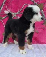 ELSA, a female Australian Shepherd and Bernese Mountain Dog for sale in Burlington, MI – 9 of 10