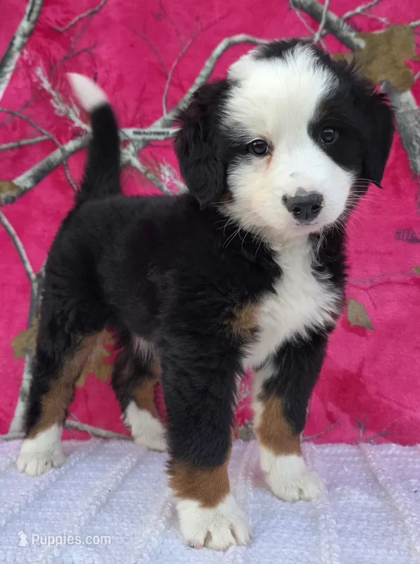 ELSA – Australian Shepherd, Bernese Mountain Dog puppy for sale in Burlington, MI