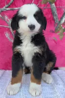 ELSA, a female Australian Shepherd and Bernese Mountain Dog for sale in Burlington, MI – 8 of 10