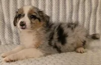 Georgia , a female Australian Shepherd for sale in Burlington, MI – Photo 4 of 10