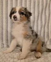 Georgia , a female Australian Shepherd for sale in Burlington, MI – Photo 10 of 10