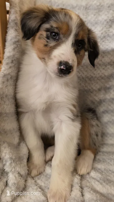 Loren – Australian Shepherd puppy for sale in Burlington, MI