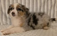 Georgia , a female Australian Shepherd for sale in Burlington, MI – Photo 5 of 10