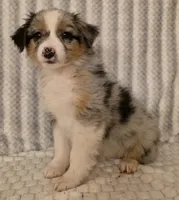 Georgia , a female Australian Shepherd for sale in Burlington, MI – Photo 8 of 10