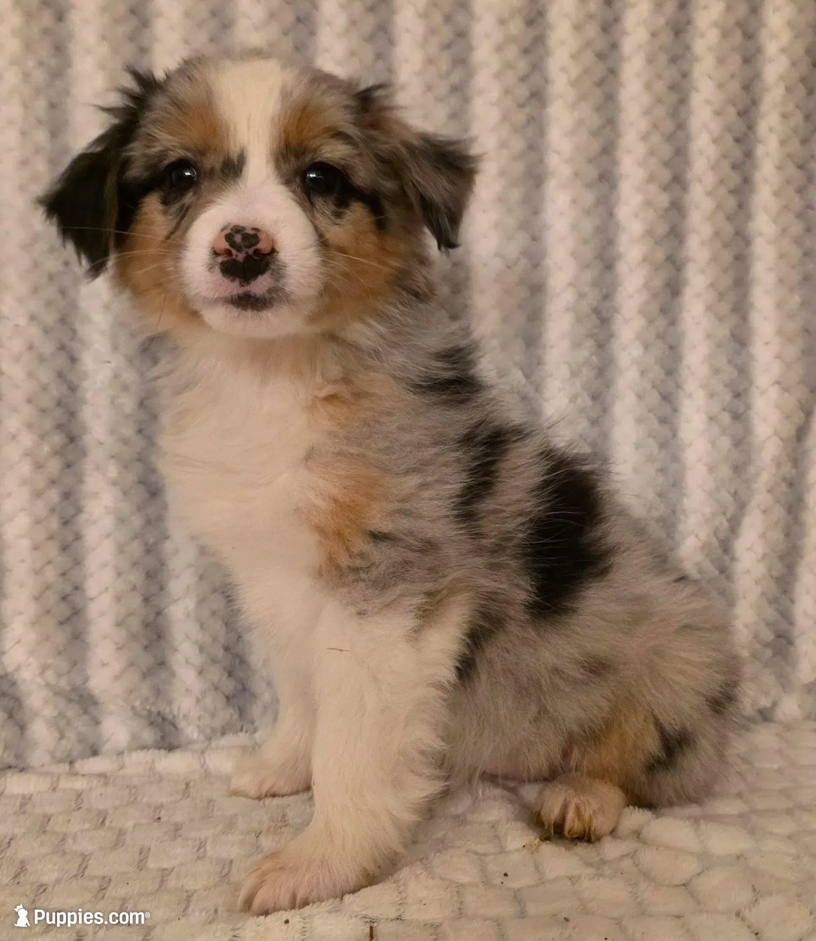 Georgia, a female Australian Shepherd for sale in Burlington, MI – Photo 8 of 10