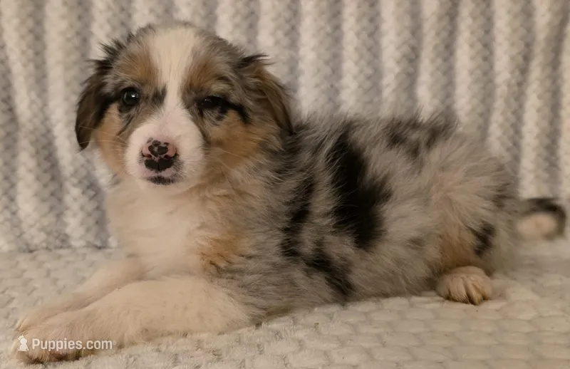Georgia , a female Australian Shepherd for sale in Burlington, MI – Photo 1 of 10