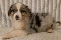 Georgia , a female Australian Shepherd for sale in Burlington, MI – Photo 1 of 10