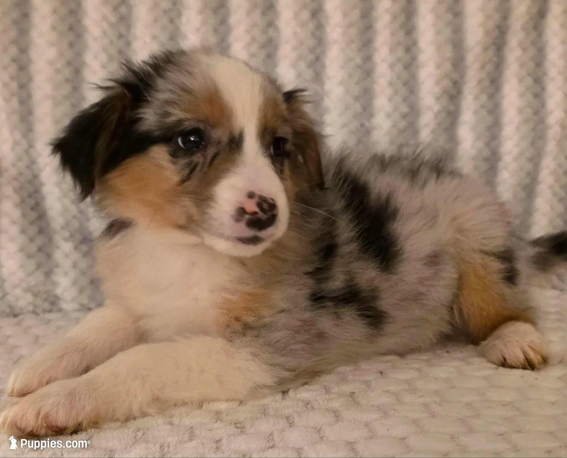 Georgia, a female Australian Shepherd for sale in Burlington, MI – Photo 3 of 10