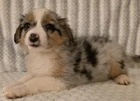 Georgia , a female Australian Shepherd for sale in Burlington, MI – Photo 7 of 10