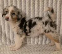 Virginia, a female Australian Shepherd for sale in Burlington, MI – Photo 4 of 10