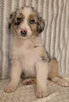 Virginia, a female Australian Shepherd for sale in Burlington, MI – Photo 8 of 10
