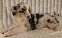 Virginia, a female Australian Shepherd for sale in Burlington, MI – Photo 3 of 10