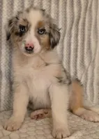 Virginia, a female Australian Shepherd for sale in Burlington, MI – Photo 9 of 10