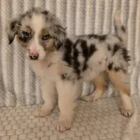 Virginia, a female Australian Shepherd for sale in Burlington, MI – Photo 10 of 10