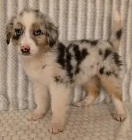 Virginia, a female Australian Shepherd for sale in Burlington, MI – Photo 6 of 10