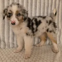 Virginia, a female Australian Shepherd for sale in Burlington, MI – Photo 7 of 10
