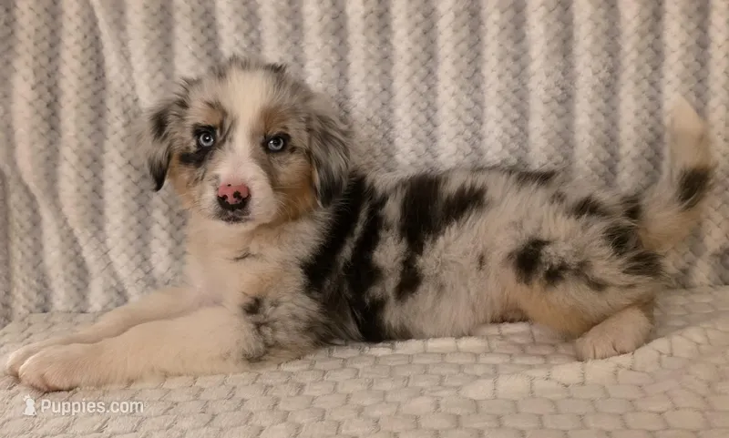 Virginia – Australian Shepherd puppy for sale in Burlington, MI