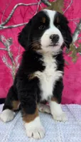 HEIDI, a female Australian Shepherd and Bernese Mountain Dog for sale in Burlington, MI – 5 of 10