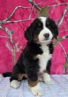 HEIDI, a female Australian Shepherd and Bernese Mountain Dog for sale in Burlington, MI – 6 of 10